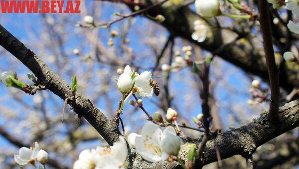 Sabahın hava proqnozu AÇIQLANDI